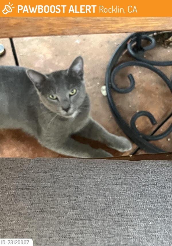 Found/Stray Unknown Cat last seen Pebble Beach Rd and Kali Place, Rocklin, CA 95765