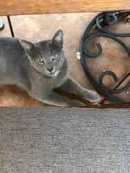 Found/Stray Unknown Cat last seen Pebble Beach Rd and Kali Place, Rocklin, CA 95765