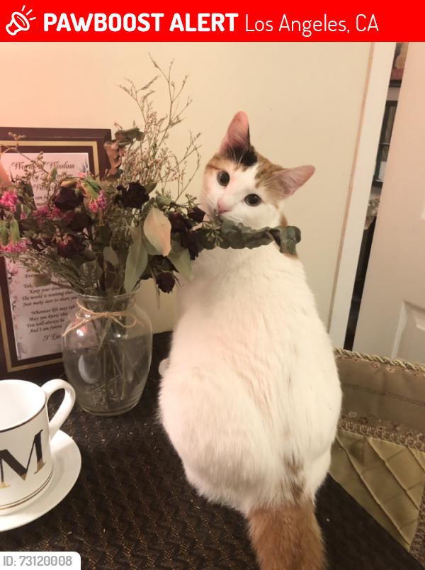 Lost Female Cat last seen Richardson St., Los Angeles, CA 90065