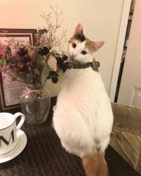 Lost Female Cat last seen Richardson St., Los Angeles, CA 90065