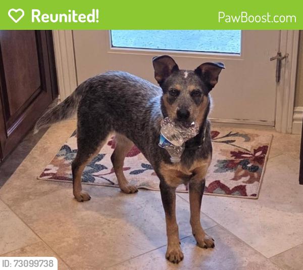 Reunited Female Dog last seen Richfield and Trail View, Yorba Linda, Yorba Linda, CA 92886
