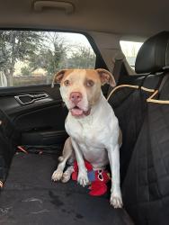 Found/Stray Female Dog last seen Sinclair and A street, Midland, TX 79705
