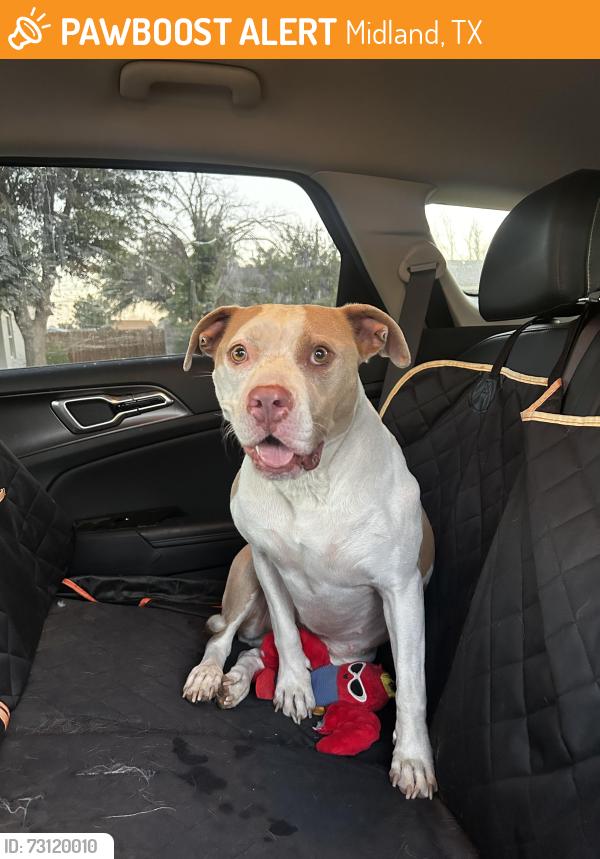 Found/Stray Female Dog last seen Sinclair and A street, Midland, TX 79705