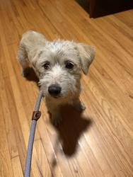 Found/Stray Male Dog last seen Rose and 63rd, Long Beach, CA 90805