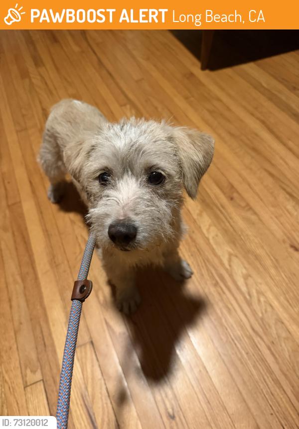 Found/Stray Male Dog last seen Rose and 63rd, Long Beach, CA 90805
