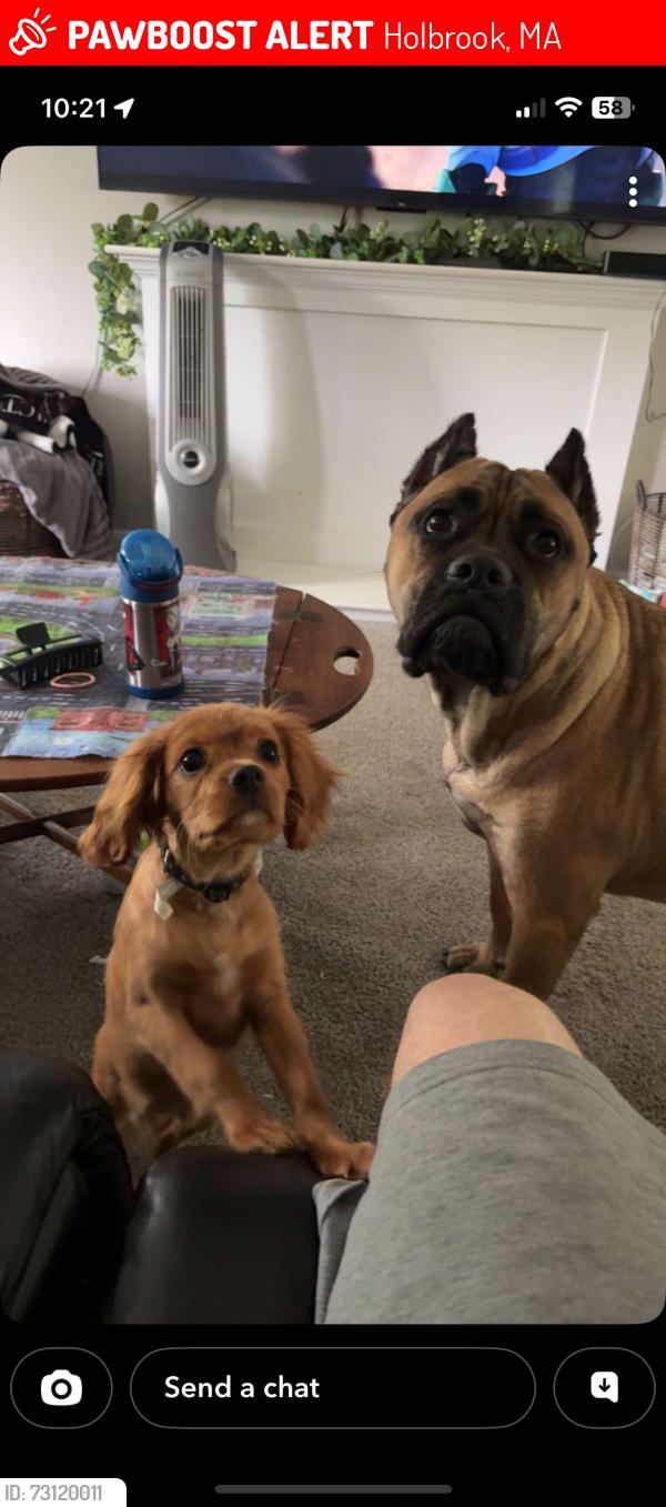 Lost Female Dog last seen N Franklin st, Holbrook, MA 02343
