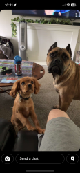 Lost Female Dog last seen N Franklin st, Holbrook, MA 02343