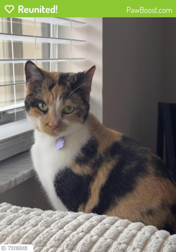 Reunited Female Cat last seen Near Tradewinds Terr, Fort Lauderdale, FL 33312