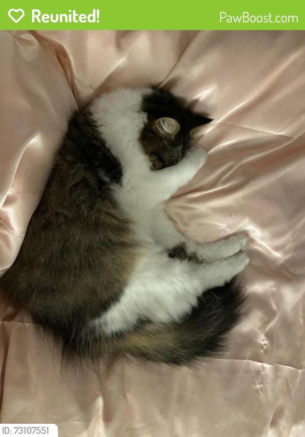 Reunited Female Cat last seen Tara Preserve, Bradenton, FL 34203