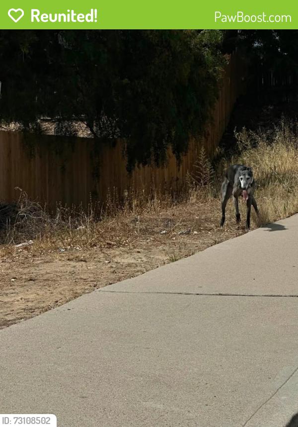 Reunited Unknown Dog last seen Melrose Ave & Talus St, Chula Vista, CA 91911, USA, Chula Vista, CA 91911