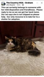 Reunited Female Cat last seen Country Dr E, Graham, WA 98338, USA, Graham, WA 98338