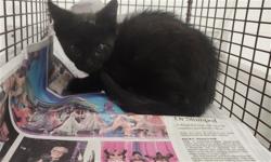 Shelter Stray Male Cat last seen , 11361 W Pico Blvd, Los Angeles, CA 90064, USA