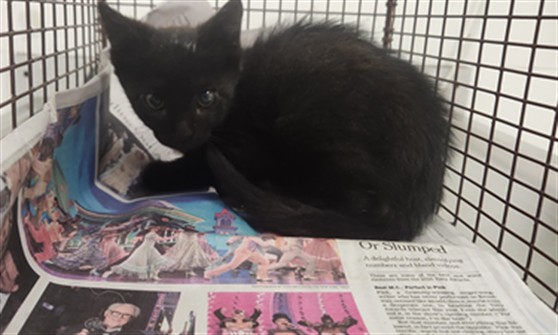 Shelter Stray Male Cat last seen , 11361 W Pico Blvd, Los Angeles, CA 90064, USA