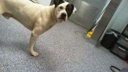 Shelter Stray Male Dog last seen CHARLOTTE, 8315 Byrum Dr, Charlotte, NC 28217, USA