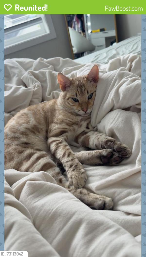Reunited Male Cat last seen 127th Ln and 127th Cir, Blaine, MN 55449