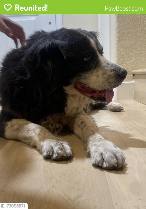 Reunited Female Dog last seen Boulder Highway, Stephanie, Longhorn Casino, Boulder Station, Las Vegas, NV 89122