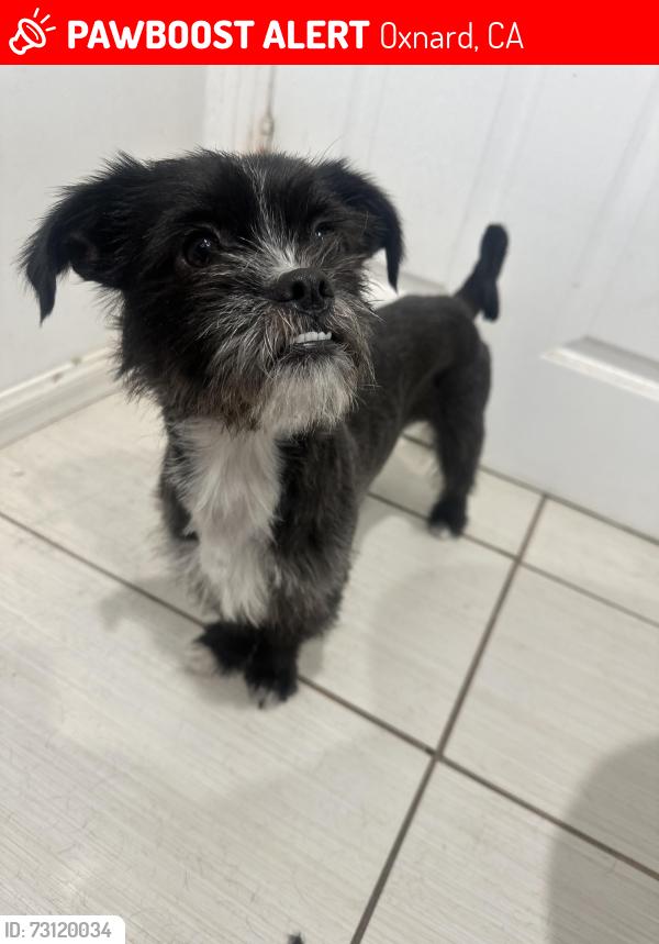 Lost Female Dog last seen Stroube & Balboa, Oxnard, CA 93036