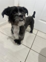 Lost Female Dog last seen Stroube & Balboa, Oxnard, CA 93036
