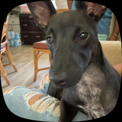 Lost Male Dog last seen S Wiggins rd, medulla road, Plant City, FL 33566