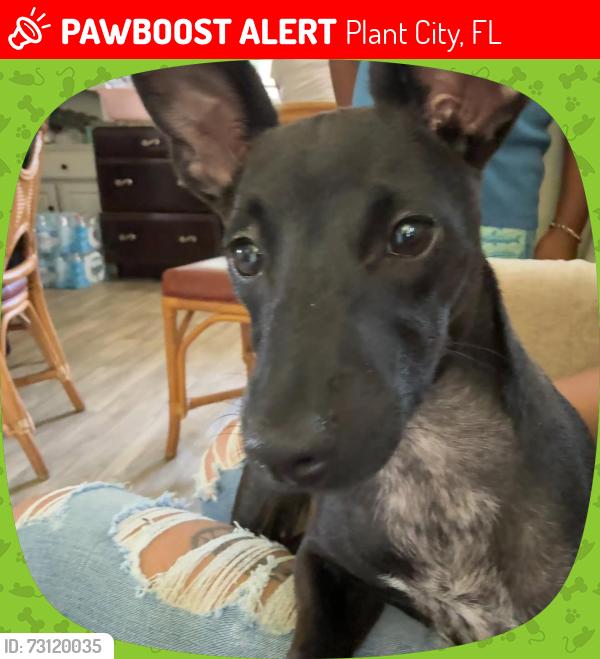 Lost Male Dog last seen S Wiggins rd, medulla road, Plant City, FL 33566