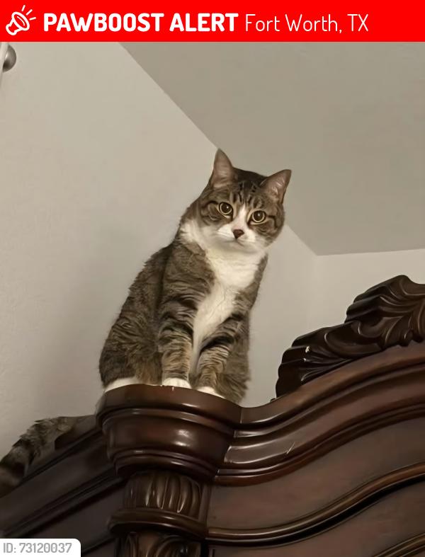 Lost Female Cat last seen Near Heritage Trace Pkwy at the Northpointe neighborhood, Fort Worth, TX 76179