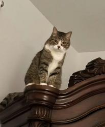 Lost Female Cat last seen Near Heritage Trace Pkwy at the Northpointe neighborhood, Fort Worth, TX 76179