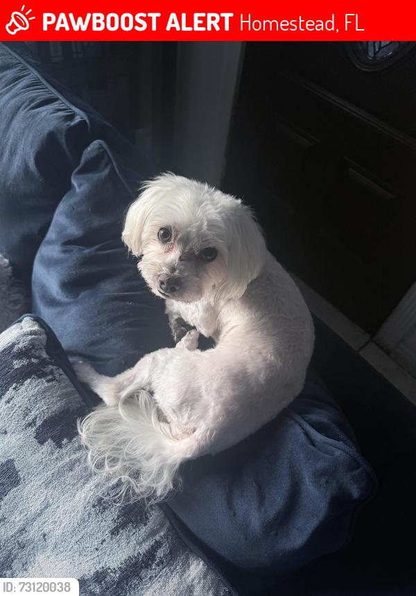 Lost Male Dog last seen Near Campbell drive, Homestead, FL 33033