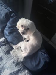 Lost Male Dog last seen Near Campbell drive, Homestead, FL 33033