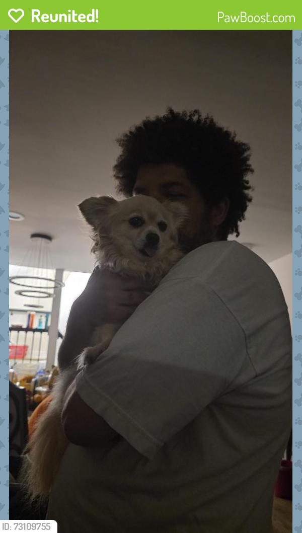 Reunited Female Dog last seen Avalon Park, Chicago, IL 60619