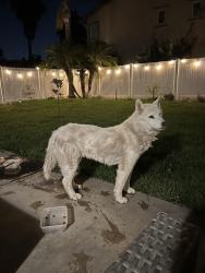 Reunited Male Dog last seen Montecito ests, Riverside, CA 92505