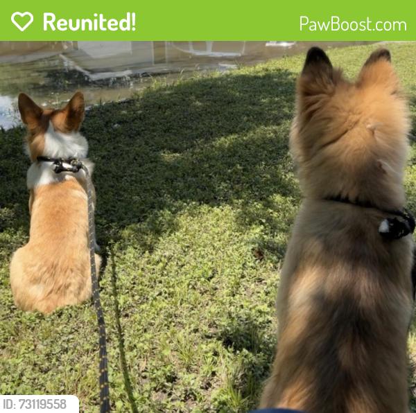 Reunited Male Dog last seen 14th st, Plano, TX 75074