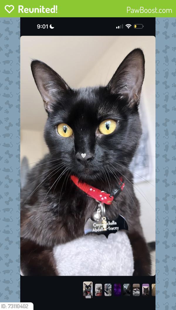 Reunited Male Cat last seen Drakes Barn, West Sacramento, CA 95691
