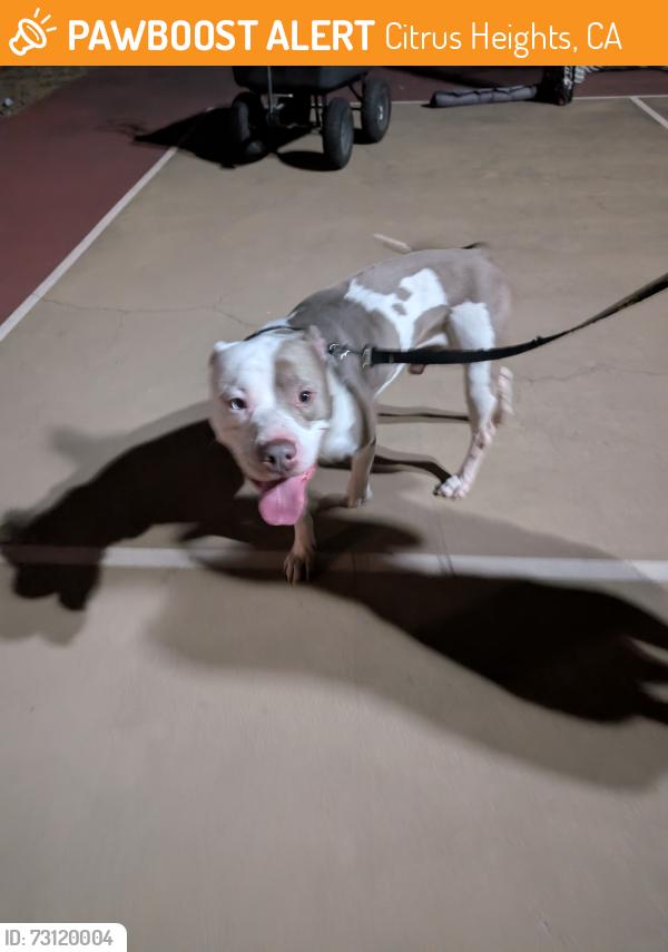 Found/Stray Male Dog last seen Orangevale Kenneth and Menke, Citrus Heights, CA 95610