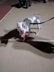 Found/Stray Male Dog last seen Orangevale Kenneth and Menke, Citrus Heights, CA 95610
