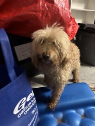 Found/Stray Unknown Dog last seen Ceitus near McDonald’s, Cape Coral, FL 33991
