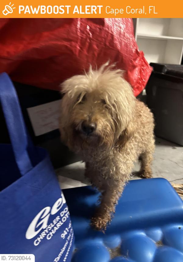 Found/Stray Unknown Dog last seen Ceitus near McDonald’s, Cape Coral, FL 33991