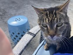 Reunited Male Cat last seen Eolus, Encinitas, CA 92024
