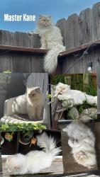 Reunited Male Cat last seen Boyle Court, Christensen, Alvin, Salinas, CA 93906