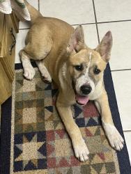 Found/Stray Male Dog last seen 81st st & Olive Broken Arrow, OK, Broken Arrow, OK 74012