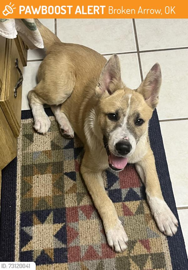 Found/Stray Male Dog last seen 81st st & Olive Broken Arrow, OK, Broken Arrow, OK 74012
