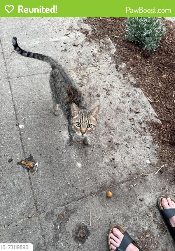Reunited Female Cat last seen 17th, Portland, OR 97202