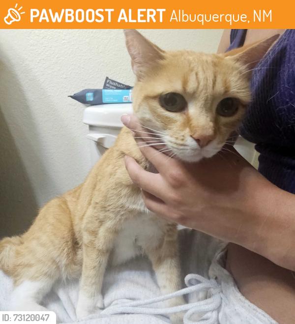 Found/Stray Male Cat last seen Academy hills park on Eubank n Layton Ave NE heights, Albuquerque, NM 87111