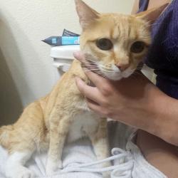 Found/Stray Male Cat last seen Academy hills park on Eubank n Layton Ave NE heights, Albuquerque, NM 87111