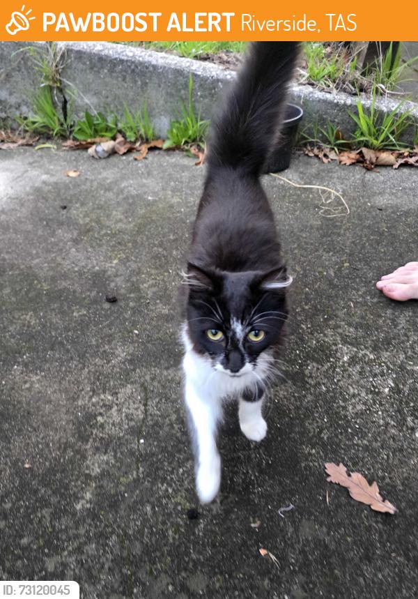 Found/Stray Female Cat last seen Pomona Road, Riverside, Riverside, TAS 7250