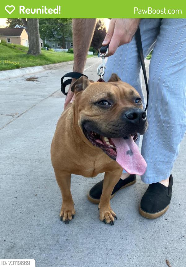 Reunited Male Dog last seen Shingle Creek Victory Community Garden, Minneapolis, MN 55412