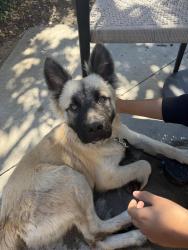 Lost Male Dog last seen Near canal, Livingston, CA 95334