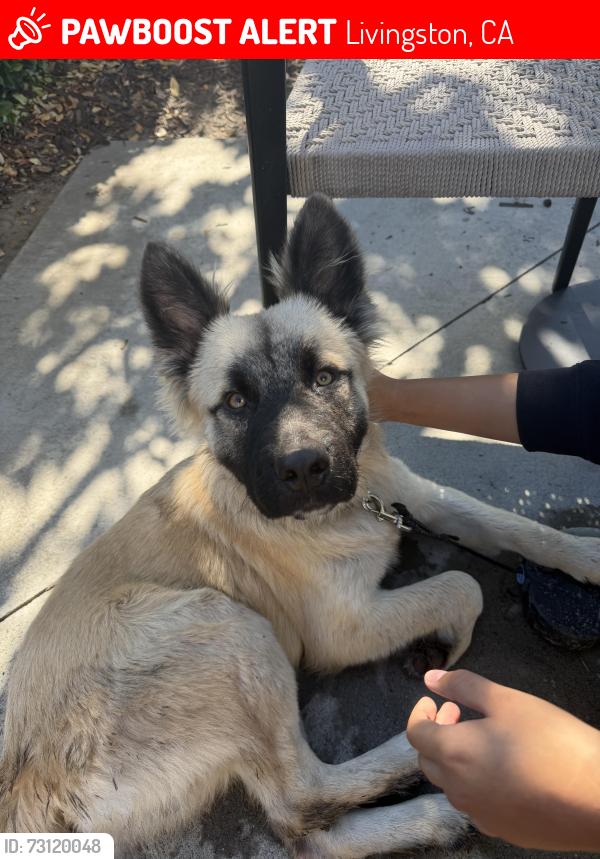 Lost Male Dog last seen Near canal, Livingston, CA 95334