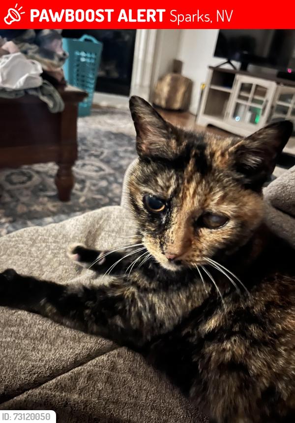 Lost Female Cat last seen Raleys, Sparks, NV 89436