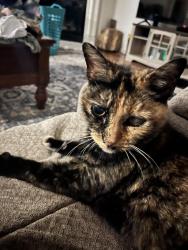 Lost Female Cat last seen Raleys, Sparks, NV 89436