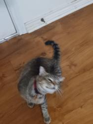 Lost Male Cat last seen Leonard Rd, Bryan, TX 77803